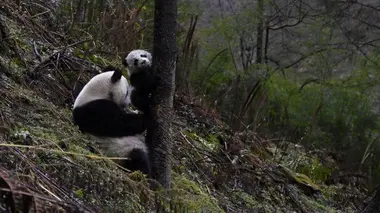4 saisons au royaume du panda Naissance d'un géant