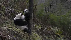 Sur Ushuaïa TV à 21h40 : 4 saisons au royaume du panda