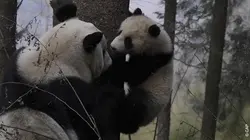 4 saisons au royaume du panda
