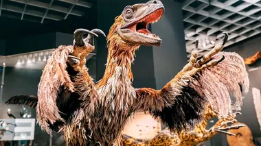 À quoi ressemblaient les dinosaures ?