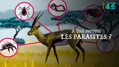 A quoi servent les parasites ?