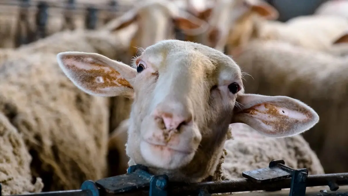 42, la réponse à presque tout Que ressentent nos animaux d'élevage ?