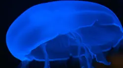 42, la réponse à presque tout