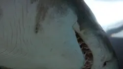 42, la réponse à presque tout  Et si les requins disparaissaient ?