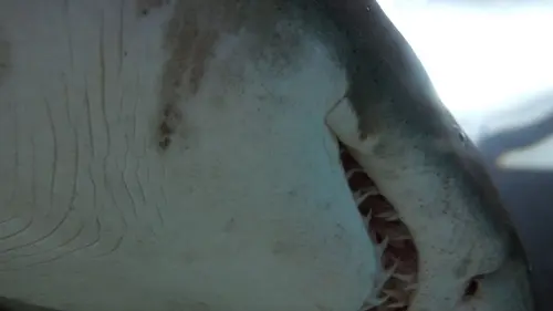 42, la réponse à presque tout Et si les requins disparaissaient ?