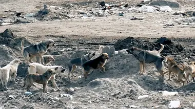 Les chiens nous aiment-ils vraiment ?