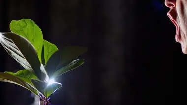 A quoi ressemble une vie de plante ?