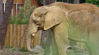 Zoo de La Flèche : Un safari sans prendre l'avion