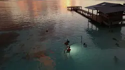 700 requins dans la nuit