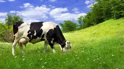 እንዴት ተሰራ ም.8