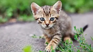 90' Enquêtes Business des animaux : ils sont prêts à toutes les folies
