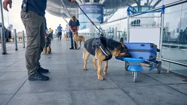 90' Enquêtes S14E293 Vols de bagages, trafics et business class : embarquement immédiat à Roissy