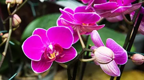 Casting A bon entendeur