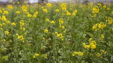 Colza/palme, les huiles de la discorde