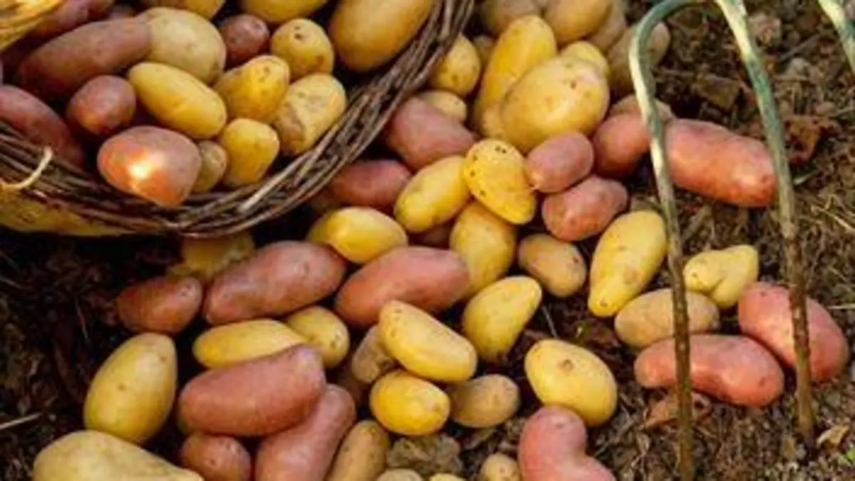 A bon entendeur Culture de patates : c'est pas des vacances !