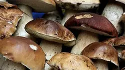 A fond sur le champignon