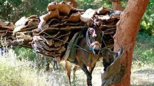 A l'aube dans les forêts de chênes-lièges de Los Alcornocales