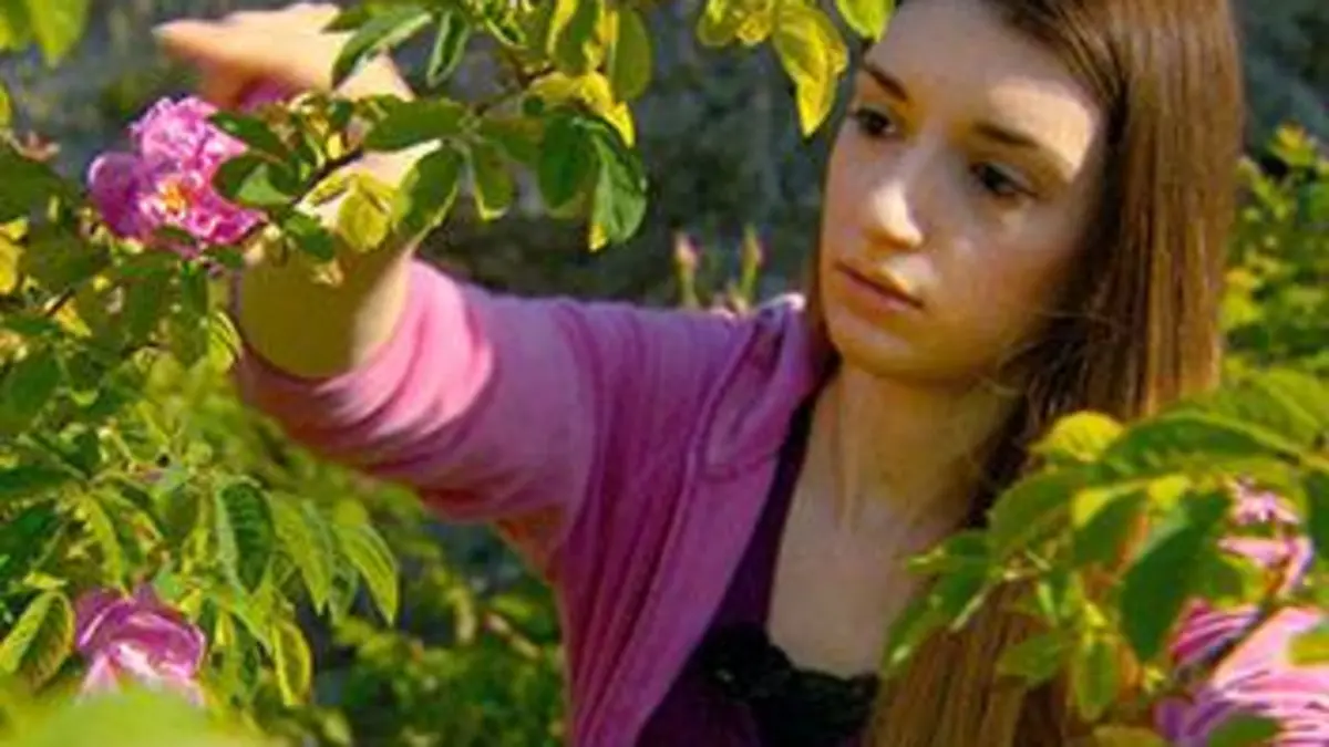 A l'aube dans les roseraies d'Agros