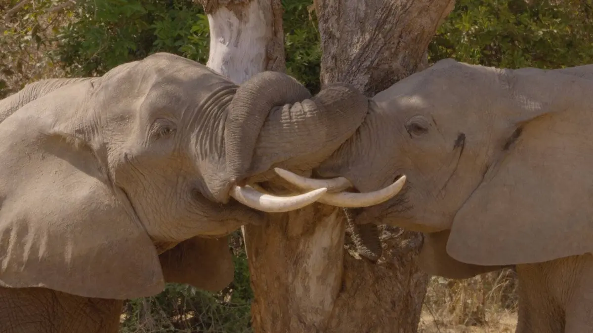 A l'école de la savane S01E01 Les premiers pas