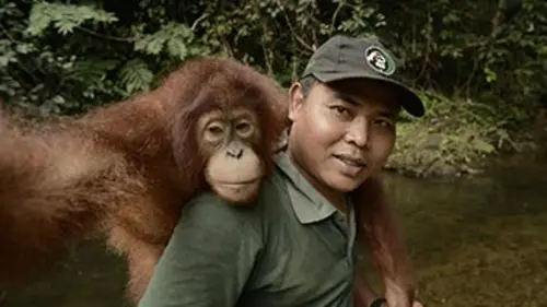 A l'école de la vie sauvage S01E02 Les orangs-outans