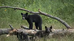Visuel de A l'école de la vie sauvage