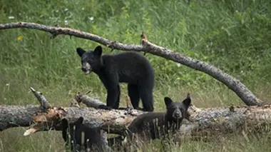 Les ours noirs