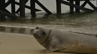 Les éléphants de mer