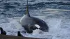 A l'école des baleines tueuses