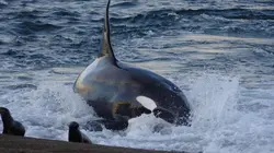 A l'école des baleines tueuses
