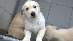 A l'école des chiens guides