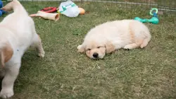 A l'école des chiens guides