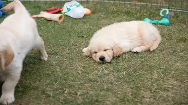 A l'école des chiens guides