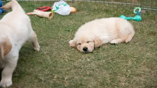 A l'école des chiens guides