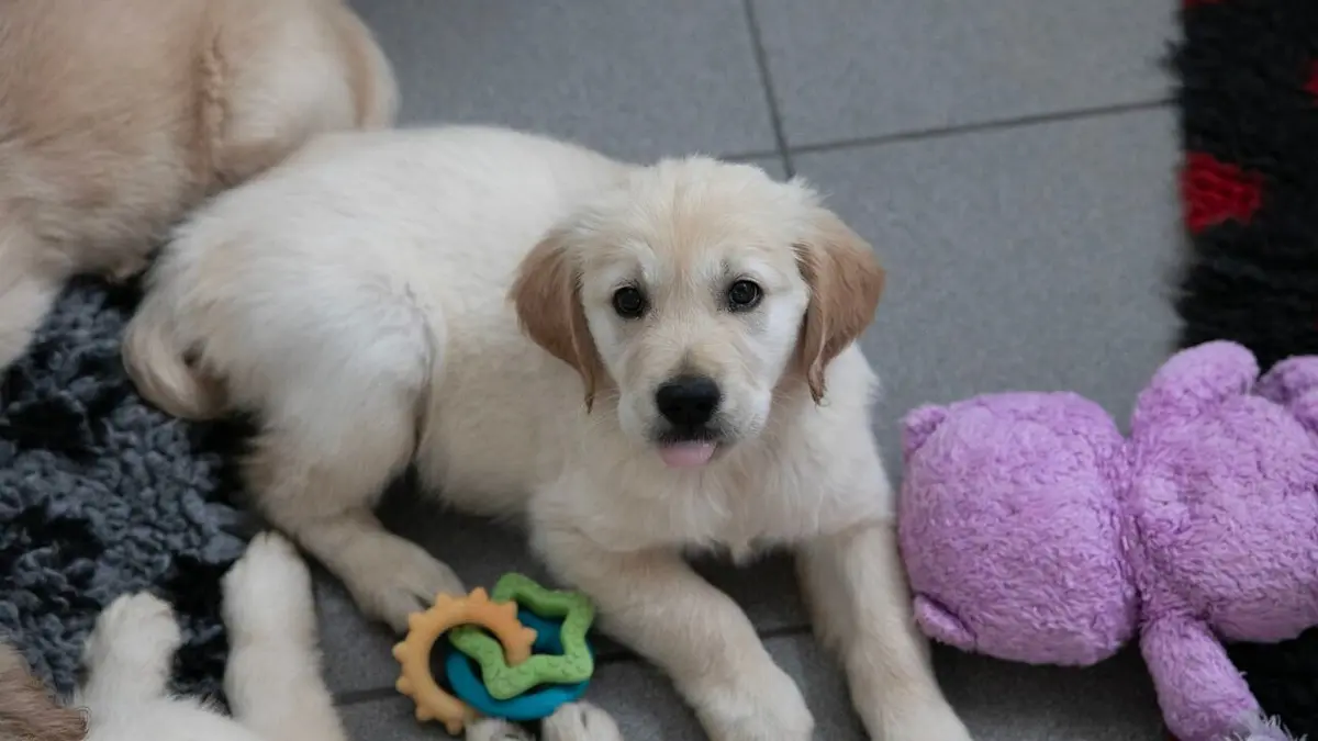 A l'école des chiens guides