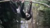 A l'école des chimpanzés