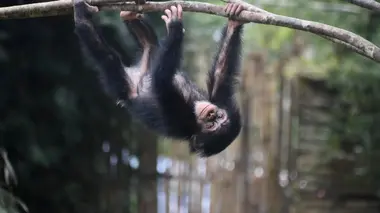 A l'école des chimpanzés