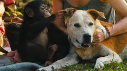 A l'école des chimpanzés