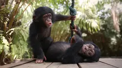 A l'école des chimpanzés