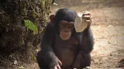 A l'école des chimpanzés