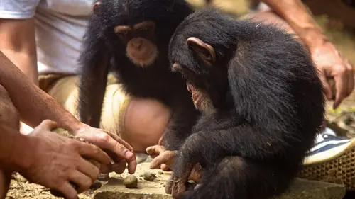 A l'école des chimpanzés La saison des pluies
