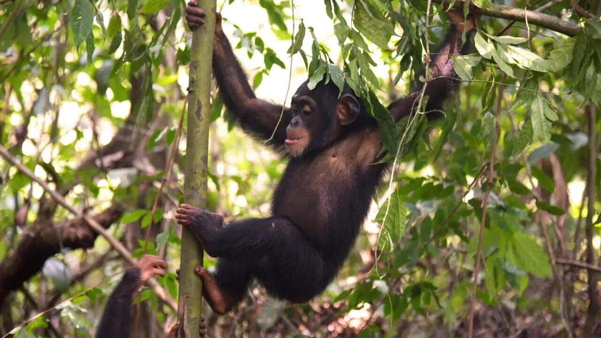 A l'école des chimpanzés La saison des changements