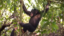 A l'école des chimpanzés La saison des changements