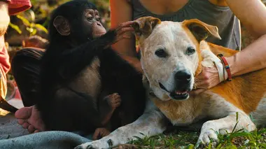 A l'école des chimpanzés Coup de coeur au refuge