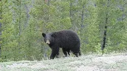 Visuel de A l'école des ours noirs