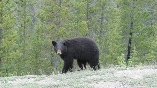 A l'école des ours noirs