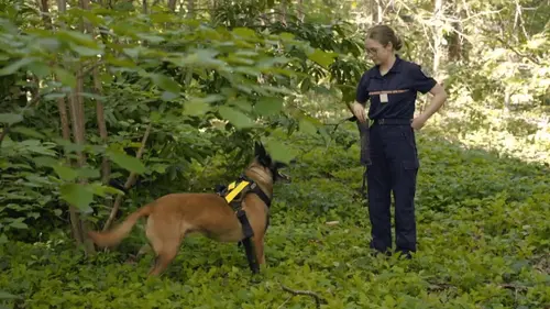 A l'école des pompiers Chiens, drones et haute voltige