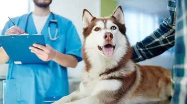 Ce chat s'appelle Pepsi le jour et Alain la nuit