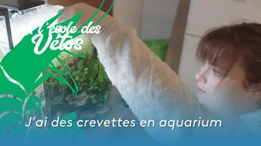 J'ai des crevettes en aquarium