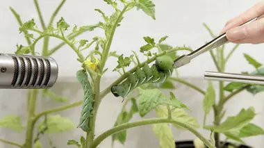 L'énigme du cri silencieux