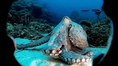 A l'écoute de la nature S01E01 Le mystère du poisson invisible